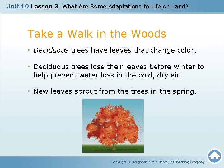 Unit 10 Lesson 3 What Are Some Adaptations to Life on Land? Take a