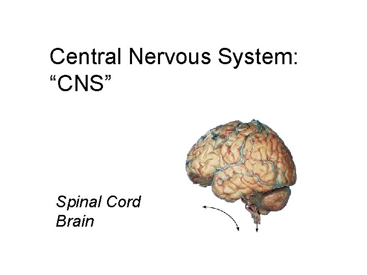 Central Nervous System: “CNS” Spinal Cord Brain 