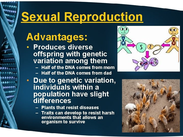 Sexual Reproduction Advantages: • Produces diverse offspring with genetic variation among them – Half