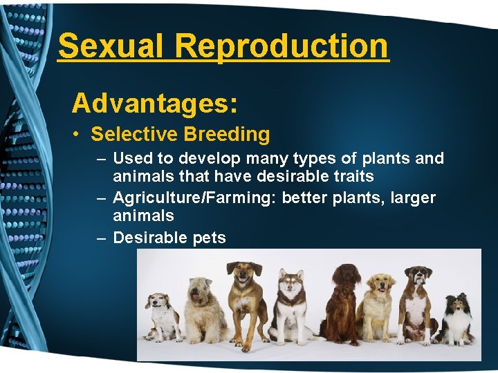 Sexual Reproduction Advantages: • Selective Breeding – Used to develop many types of plants