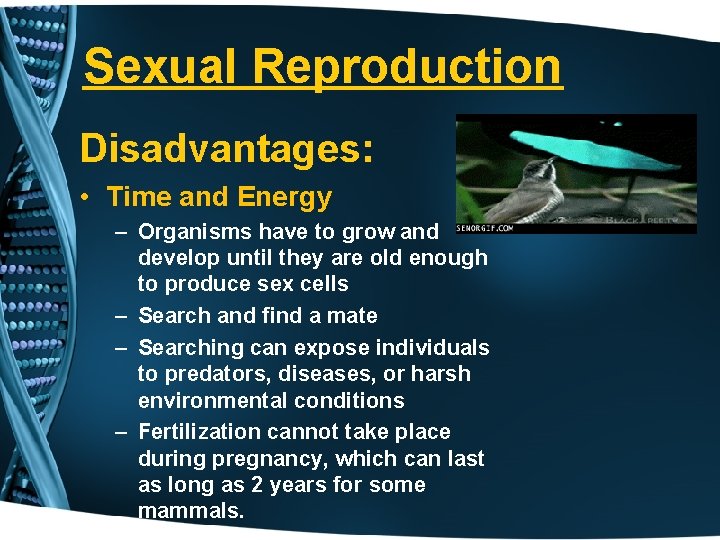 Sexual Reproduction Disadvantages: • Time and Energy – Organisms have to grow and develop