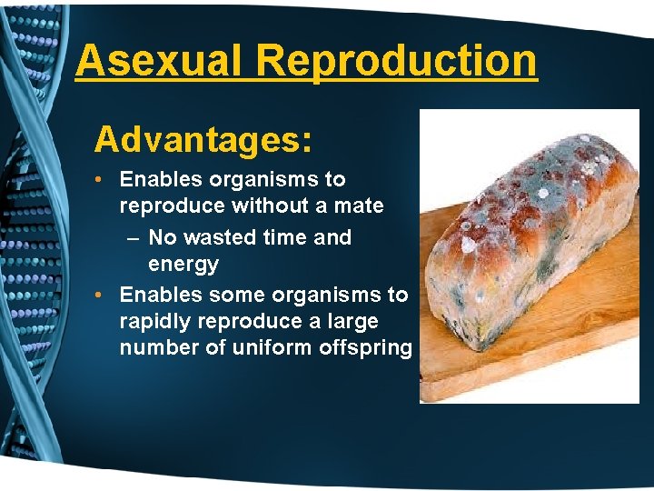 Asexual Reproduction Advantages: • Enables organisms to reproduce without a mate – No wasted
