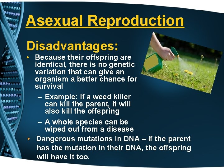 Asexual Reproduction Disadvantages: • Because their offspring are identical, there is no genetic variation