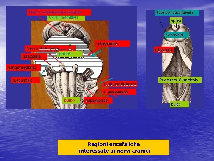 Regioni encefaliche interessate ai nervi cranici 