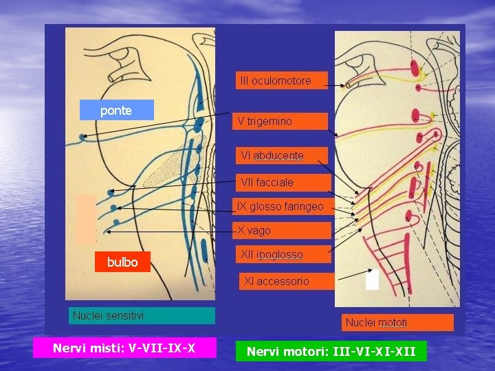 ponte bulbo Nervi misti: V-VII-IX-X Nervi motori: III-VI-XI-XII 