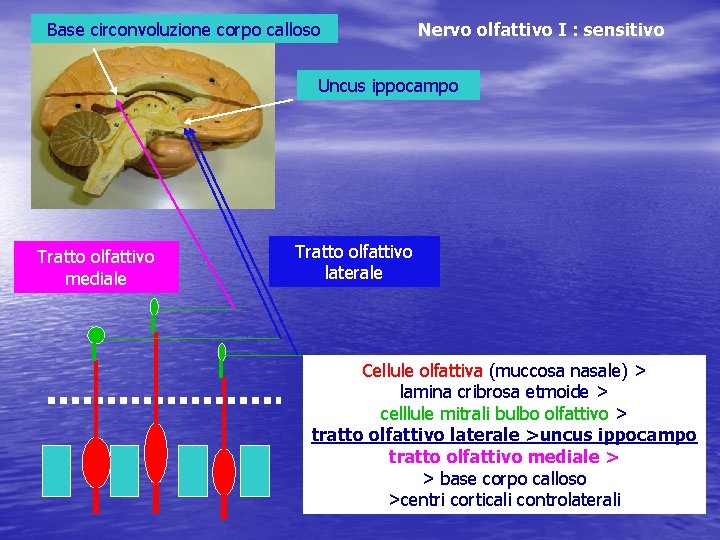Base circonvoluzione corpo calloso Nervo olfattivo I : sensitivo Uncus ippocampo Tratto olfattivo mediale