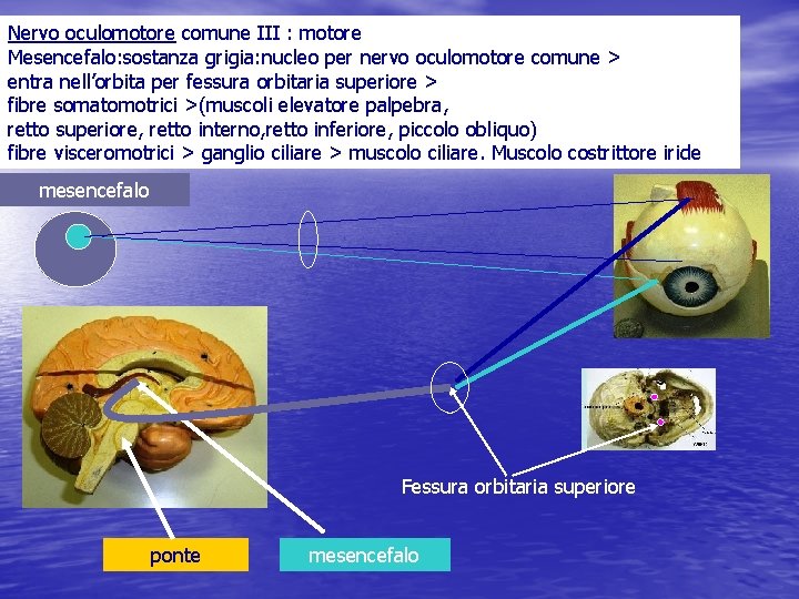 Nervo oculomotore comune III : motore Mesencefalo: sostanza grigia: nucleo per nervo oculomotore comune