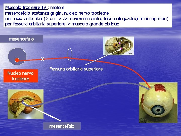 Muscolo trocleare IV : motore mesencefalo: sostanza grigia, nucleo nervo trocleare (incrocio delle fibre)>