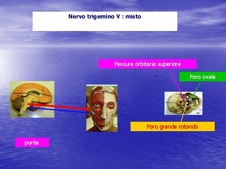 Nervo trigemino V : misto Fessura orbitaria superiore Foro ovale Foro grande rotondo ponte