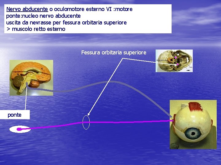 Nervo abducente o oculomotore esterno VI : motore ponte: nucleo nervo abducente uscita da