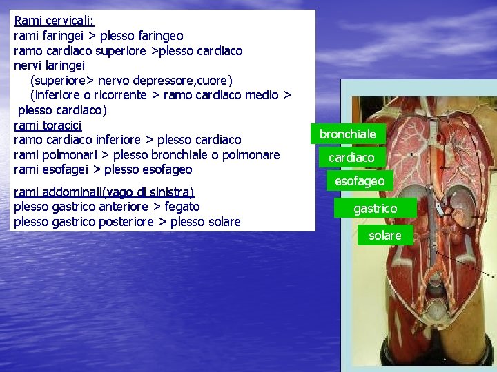 Rami cervicali: rami faringei > plesso faringeo ramo cardiaco superiore >plesso cardiaco nervi laringei