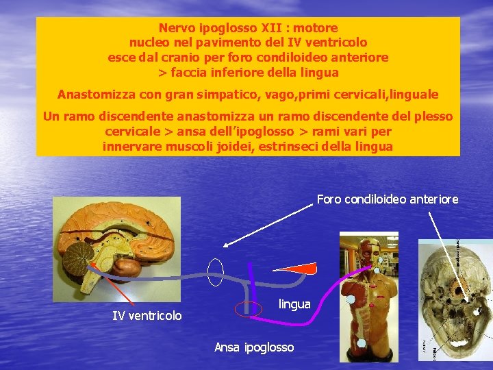 Nervo ipoglosso XII : motore nucleo nel pavimento del IV ventricolo esce dal cranio