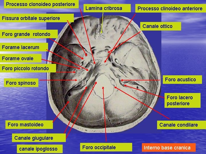 Processo clonoideo posteriore Lamina cribrosa Processo clinoideo anteriore Fissura orbitale superiore Canale ottico Foro