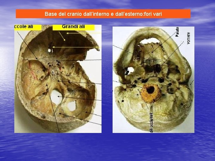 Base del cranio dall’interno e dall’esterno: fori vari 