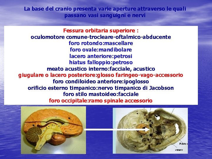 La base del cranio presenta varie aperture attraverso le quali passano vasi sanguigni e