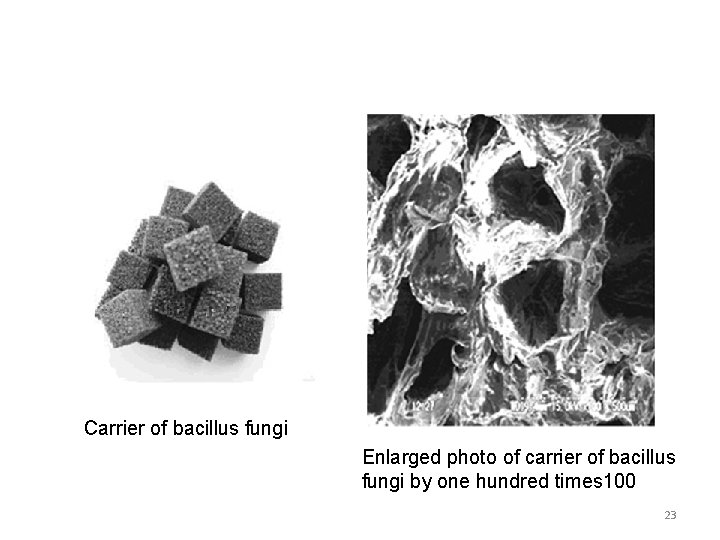 Carrier of bacillus fungi Enlarged photo of carrier of bacillus fungi by one hundred