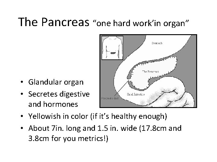 The Pancreas “one hard work’in organ” • Glandular organ • Secretes digestive enzymes and