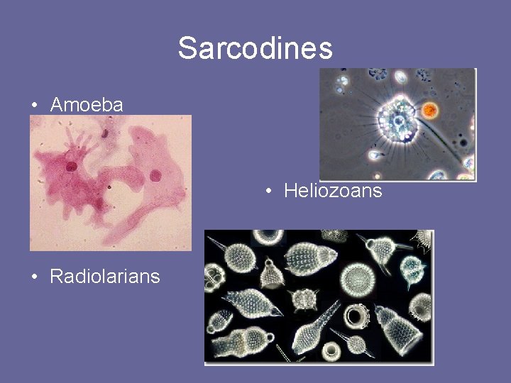 Sarcodines • Amoeba • Heliozoans • Radiolarians 