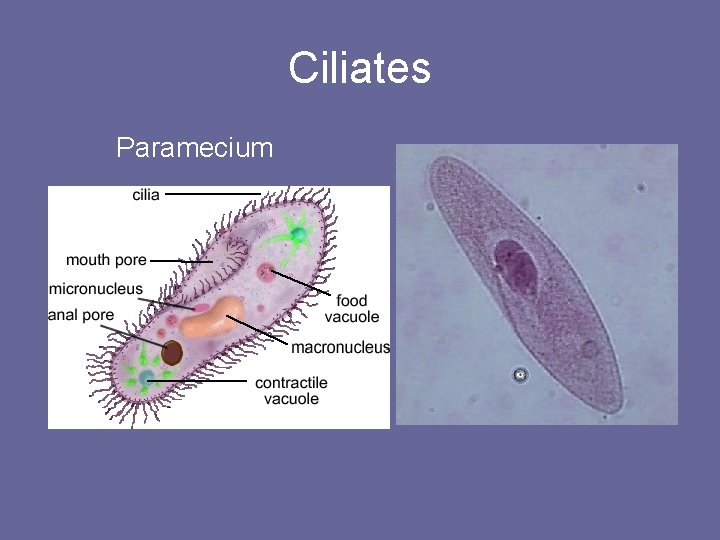Ciliates Paramecium 