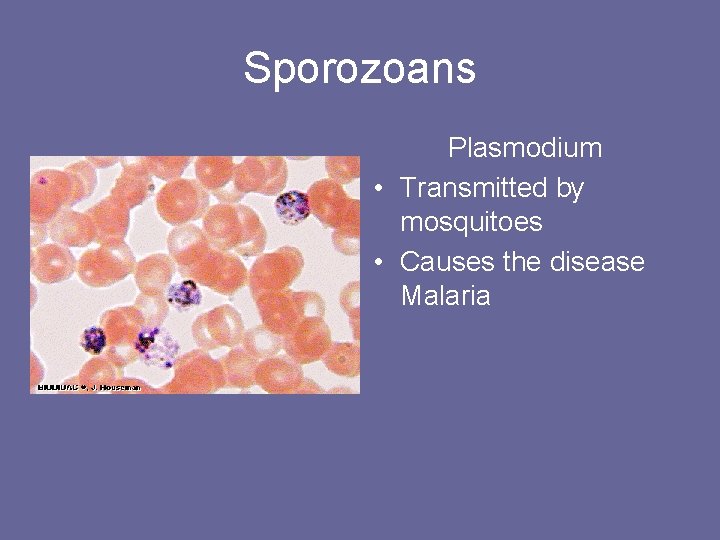 Sporozoans Plasmodium • Transmitted by mosquitoes • Causes the disease Malaria 