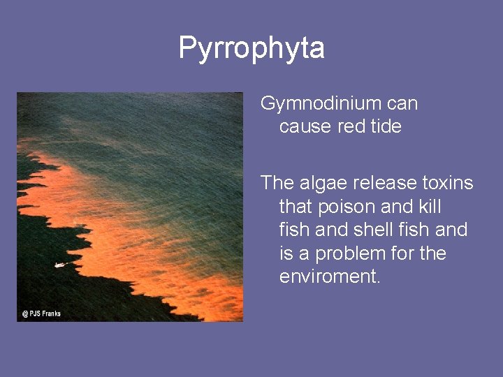 Pyrrophyta Gymnodinium can cause red tide The algae release toxins that poison and kill
