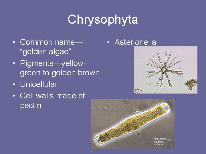 Chrysophyta • Common name— • Asterionella “golden algae” • Pigments—yellowgreen to golden brown •