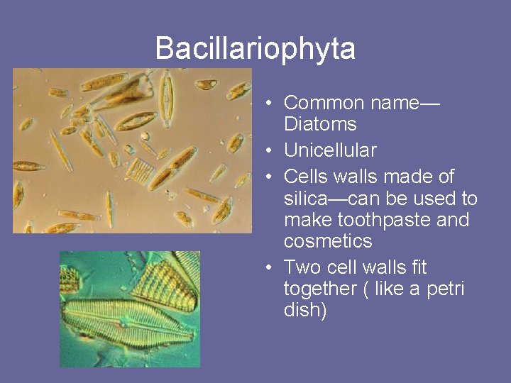 Bacillariophyta • Common name— Diatoms • Unicellular • Cells walls made of silica—can be
