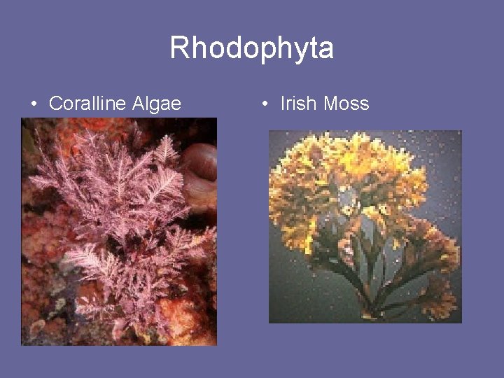 Rhodophyta • Coralline Algae • Irish Moss 