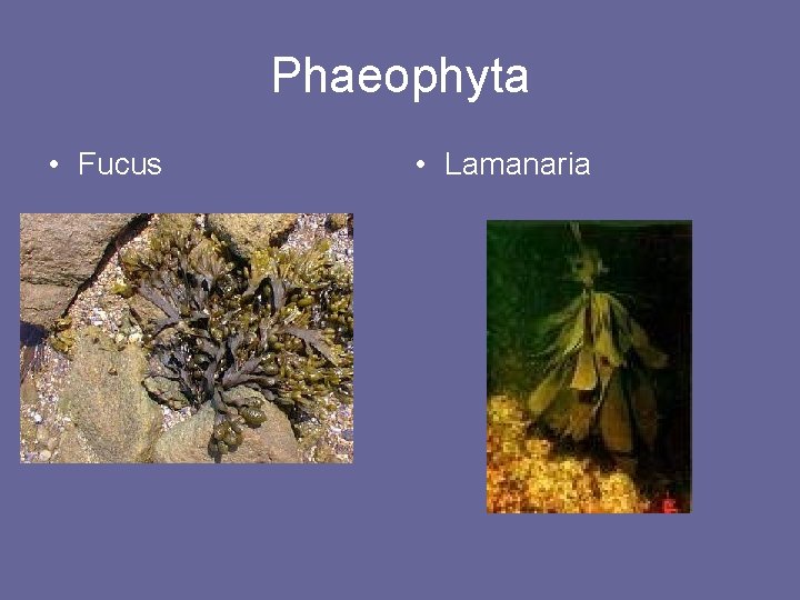 Phaeophyta • Fucus • Lamanaria 