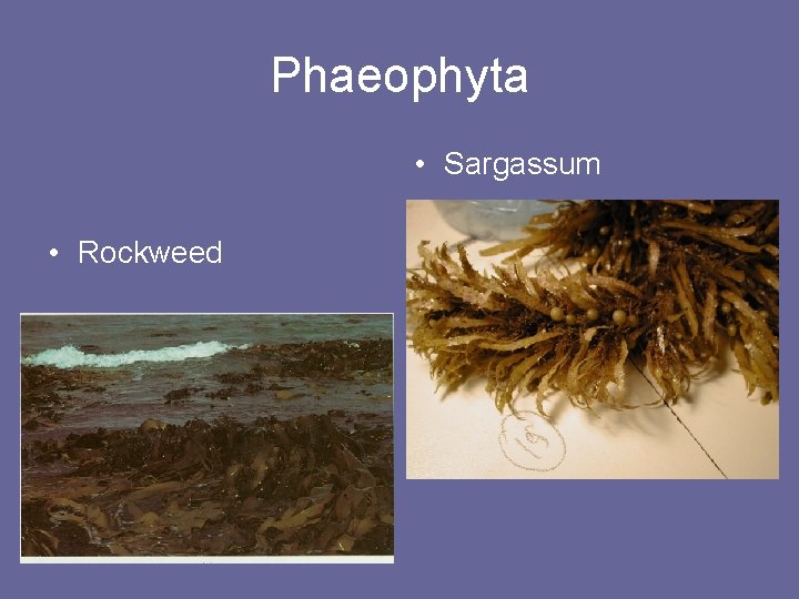 Phaeophyta • Sargassum • Rockweed 