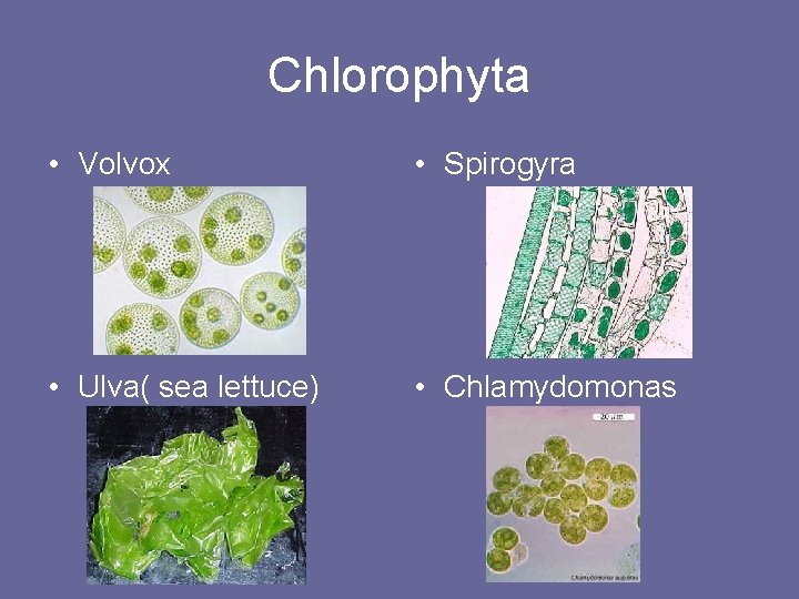 Chlorophyta • Volvox • Spirogyra • Ulva( sea lettuce) • Chlamydomonas 