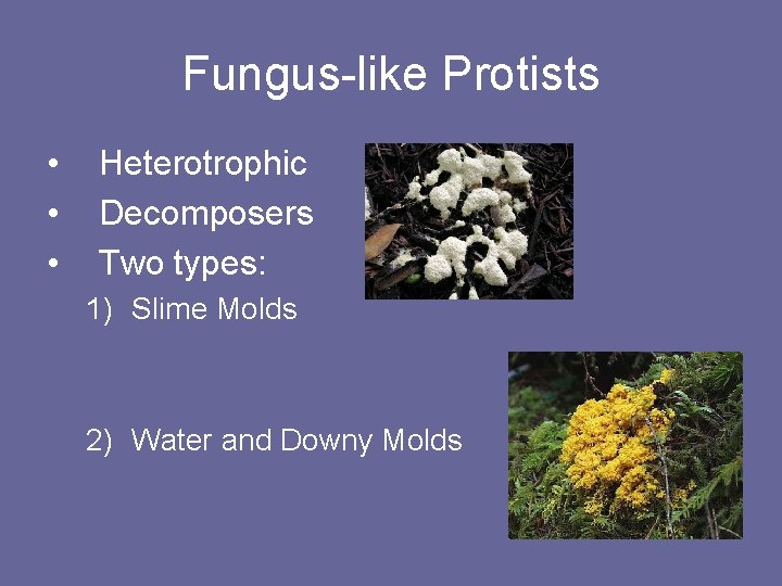 Fungus-like Protists • • • Heterotrophic Decomposers Two types: 1) Slime Molds 2) Water