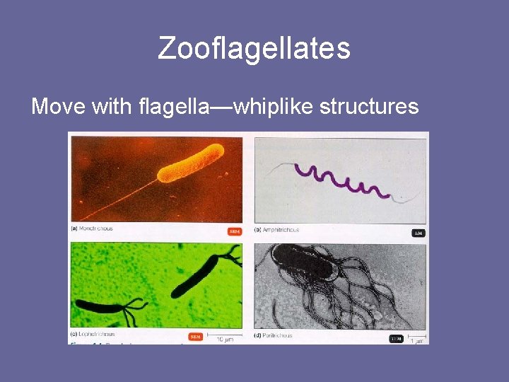Zooflagellates Move with flagella—whiplike structures 