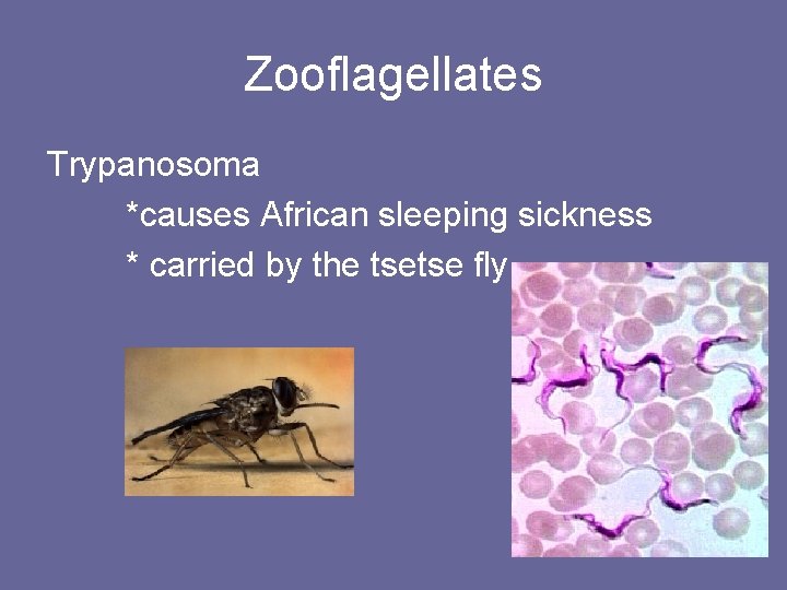 Zooflagellates Trypanosoma *causes African sleeping sickness * carried by the tsetse fly 