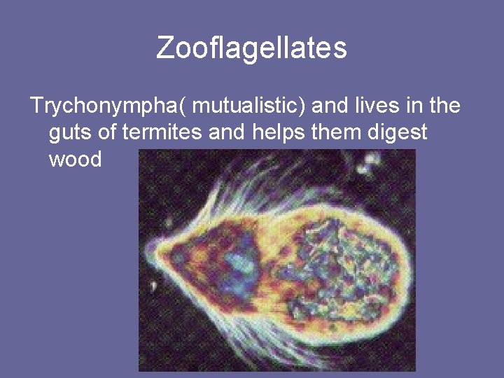 Zooflagellates Trychonympha( mutualistic) and lives in the guts of termites and helps them digest