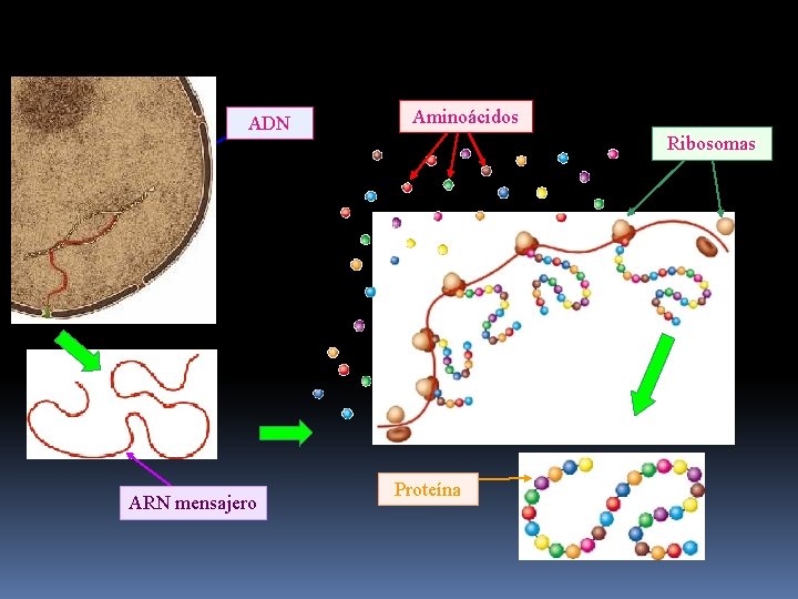 ADN Aminoácidos Ribosomas Transcripción ARN mensajero Proteína 
