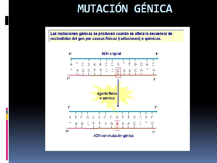 MUTACIÓN GÉNICA 