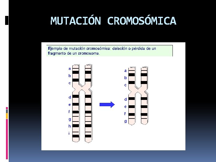MUTACIÓN CROMOSÓMICA 