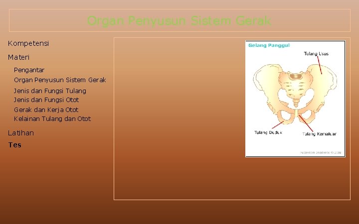 Organ Penyusun Sistem Gerak Kompetensi Materi Pengantar Organ Penyusun Sistem Gerak Jenis dan Fungsi