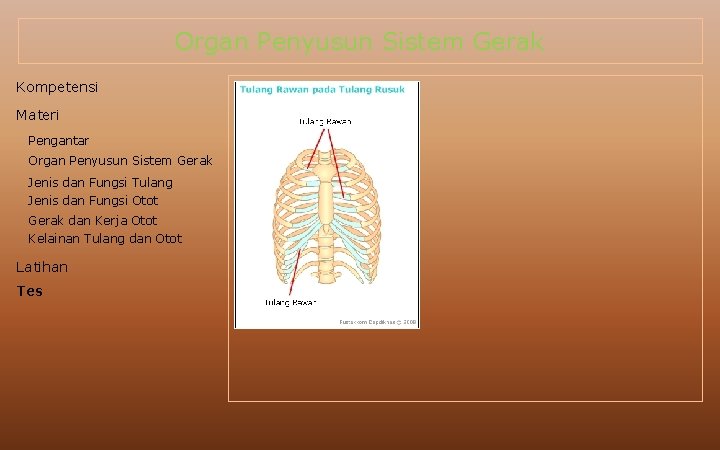 Organ Penyusun Sistem Gerak Kompetensi Materi Pengantar Organ Penyusun Sistem Gerak Jenis dan Fungsi