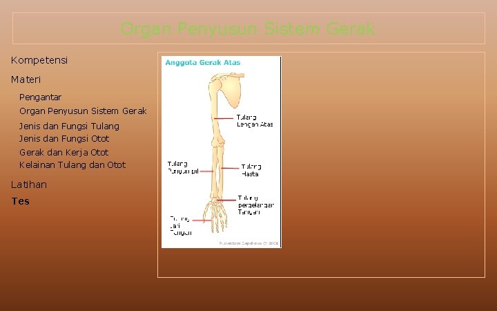Organ Penyusun Sistem Gerak Kompetensi Materi Pengantar Organ Penyusun Sistem Gerak Jenis dan Fungsi