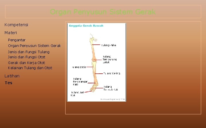 Organ Penyusun Sistem Gerak Kompetensi Materi Pengantar Organ Penyusun Sistem Gerak Jenis dan Fungsi