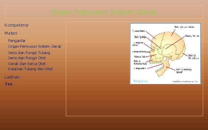 Organ Penyusun Sistem Gerak Kompetensi Materi Pengantar Organ Penyusun Sistem Gerak Jenis dan Fungsi