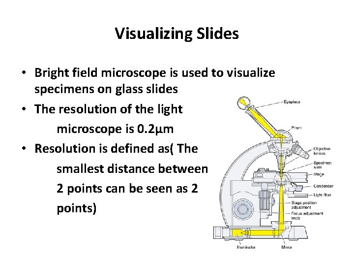 Visualizing Slides • Bright field microscope is used to visualize specimens on glass slides