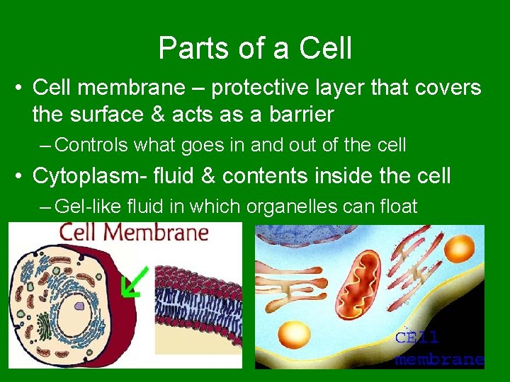 Parts of a Cell • Cell membrane – protective layer that covers the surface