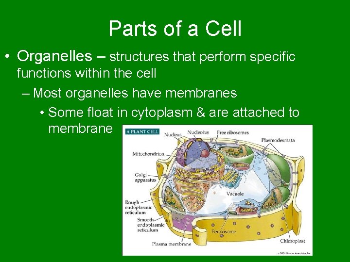 Parts of a Cell • Organelles – structures that perform specific functions within the