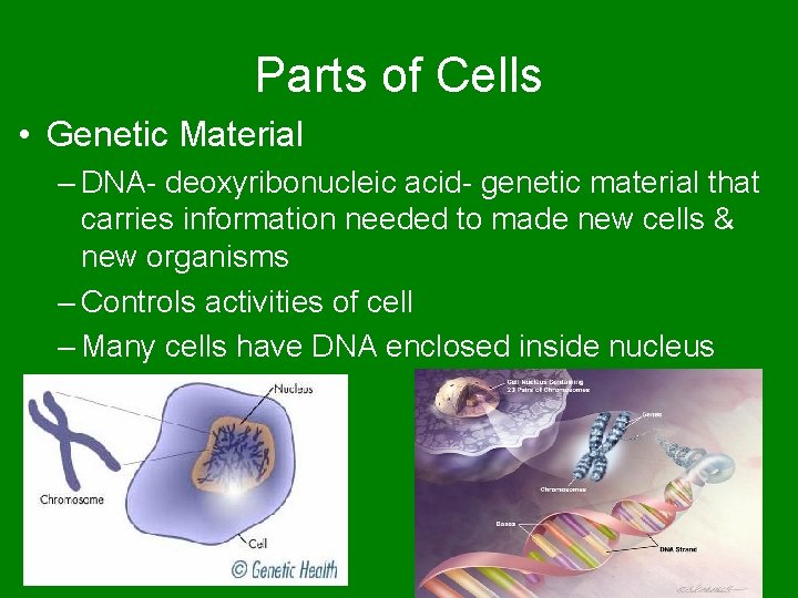 Parts of Cells • Genetic Material – DNA- deoxyribonucleic acid- genetic material that carries