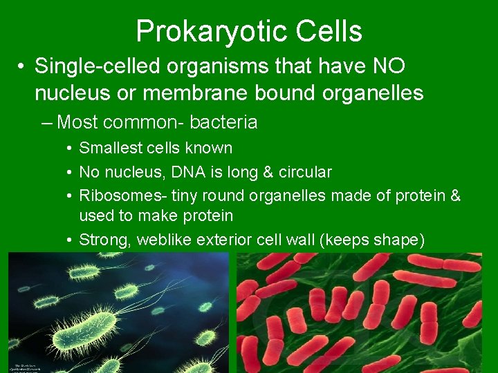 Prokaryotic Cells • Single-celled organisms that have NO nucleus or membrane bound organelles –