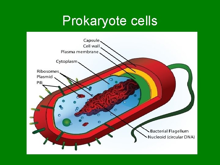 Prokaryote cells 