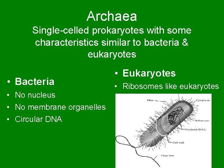 Archaea Single-celled prokaryotes with some characteristics similar to bacteria & eukaryotes • Bacteria •